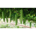 High yeild Asian China  hybrid F1 green bitter gourd seeds for sale